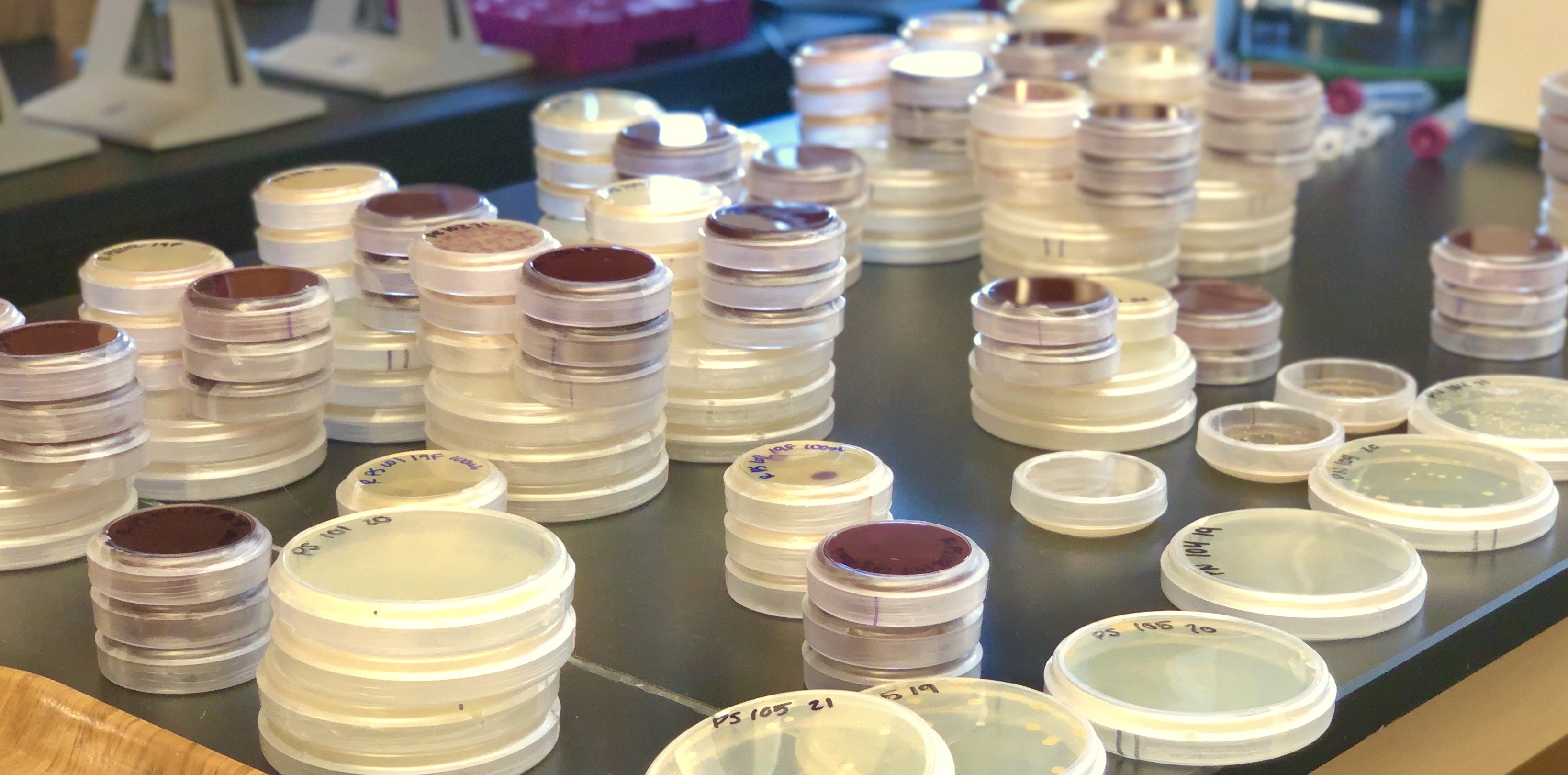 Bacterial culture plates